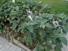 Alternaria tenuissima