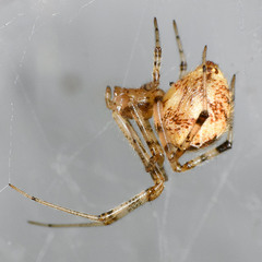 Tidarren sisyphoides