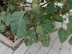 Alternaria tenuissima