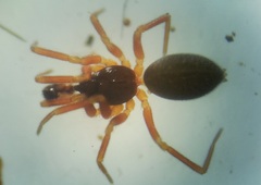 Walckenaeria cucullata