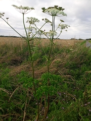 Heracleum mantegazzianum