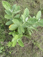 Calotropis gigantea