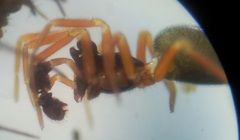 Walckenaeria cucullata