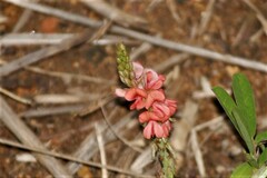 Indigofera hendecaphylla
