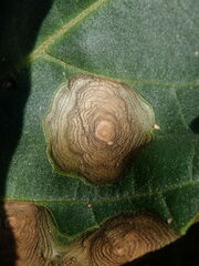 Alternaria tenuissima