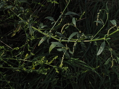 Atriplex oblongifolia