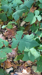 Polymnia canadensis