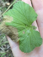 Metallus lanceolatus