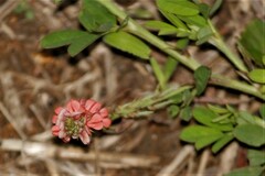 Indigofera hendecaphylla