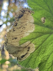 Metallus lanceolatus