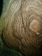 Alternaria tenuissima