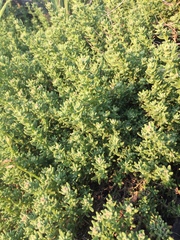 Tetragonia fruticosa