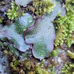 Conocephalum conicum