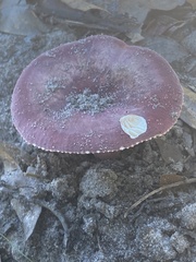 Russula olivacea