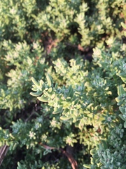 Tetragonia fruticosa