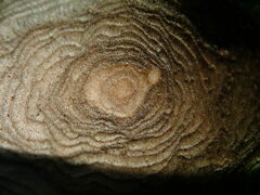 Alternaria tenuissima