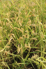 Oryza