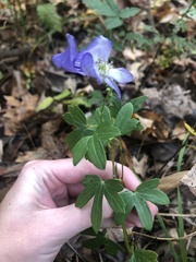 Aconitum uncinatum