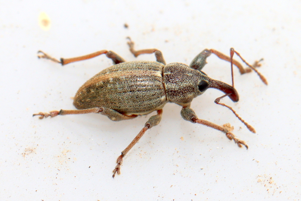 Pinch-nose Weevils