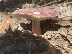 Russula olivacea