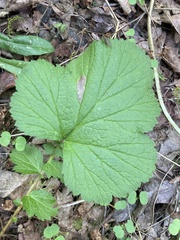 Metallus lanceolatus