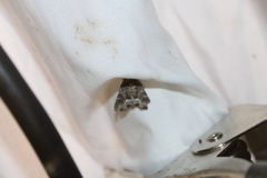 Oligia strigilis