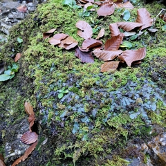 Conocephalum conicum