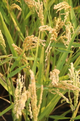Oryza