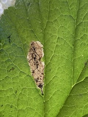 Metallus lanceolatus
