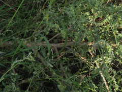 Atriplex oblongifolia