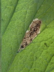 Metallus lanceolatus