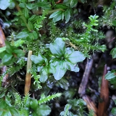 Mniaceae
