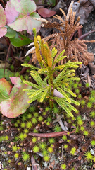 Dendrolycopodium hickeyi