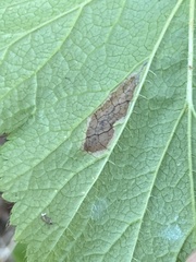 Metallus lanceolatus