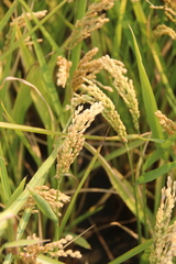 Oryza