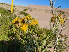 Senecio arechavaletae