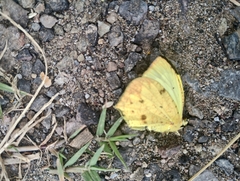 Abaeis salome jamapa