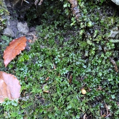 Mniaceae