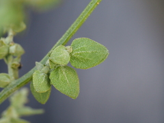 Atriplex oblongifolia