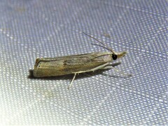 Parapediasia teterrellus