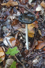 Coprinopsis picacea