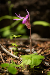 Calypso bulbosa occidentalis