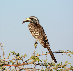 Lophoceros nasutus