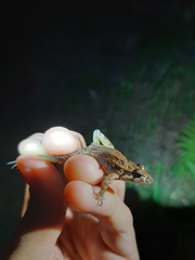 Discoglossus galganoi