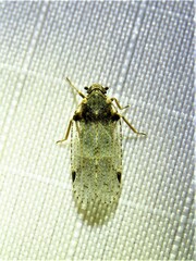 Cixius stigmatus