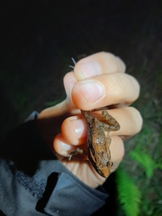 Discoglossus galganoi