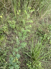 Phyllanthus tenellus