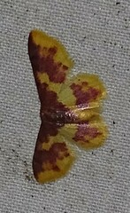 Lophosis labeculata