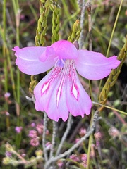 Gladiolus ornatus