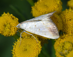 Evergestis extimalis